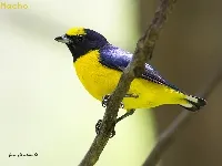Euphonia affinis